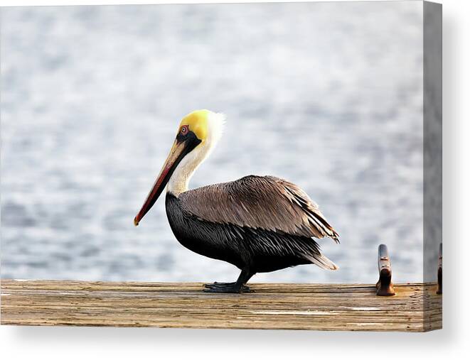 Pelican Canvas Print featuring the photograph Sitting on the Dock of the Bay by Susan Rissi Tregoning