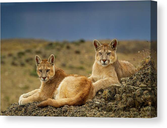 Sebastian Kennerknecht Canvas Print featuring the photograph Six Month Old Mountain Lions by Sebastian Kennerknecht