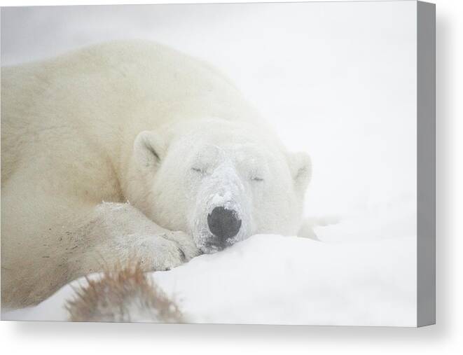 Churchill Canvas Print featuring the photograph Sleeping by Marco Pozzi
