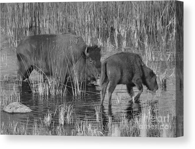 Bison Canvas Print featuring the photograph Slough Creek Water Grazing Black And White by Adam Jewell