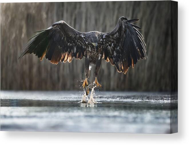 Eagle Canvas Print featuring the photograph Small Catch by Phillip Chang