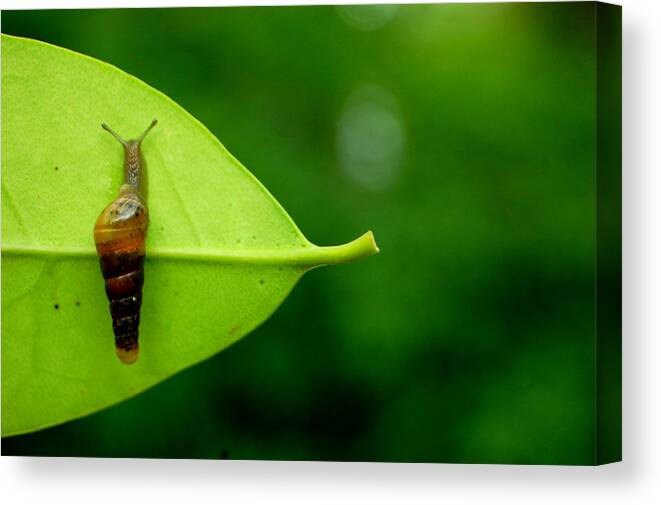 Animal Themes Canvas Print featuring the photograph Small Snail On A Leaf by Meredith Winn Photography