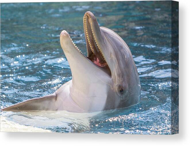 Animal Canvas Print featuring the photograph Smiling Dolphin Backstroke by SR Green