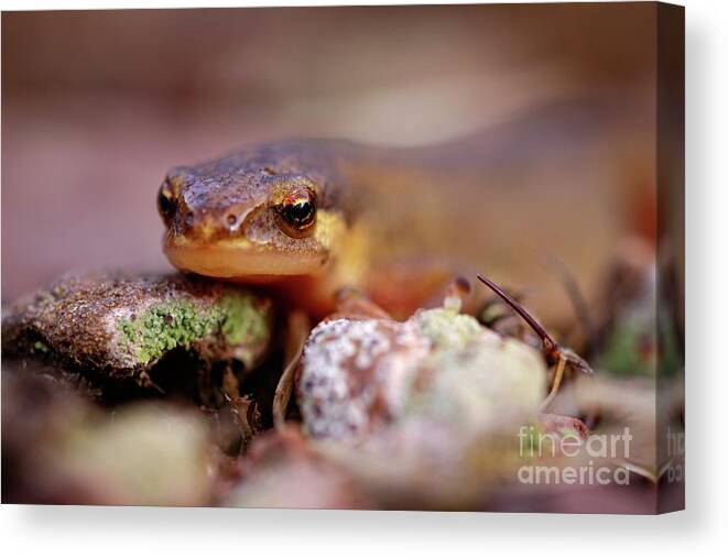 Amphibian Canvas Print featuring the photograph Smooth Newt by Heath Mcdonald/science Photo Library