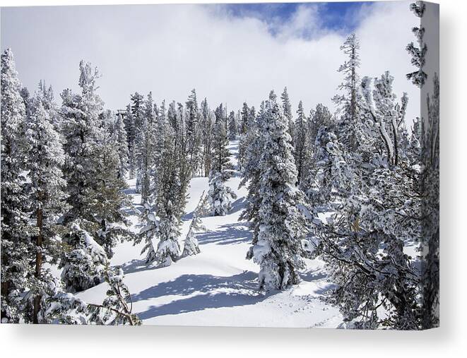  Canvas Print featuring the photograph Snow Covered Trees by Rocco Silvestri