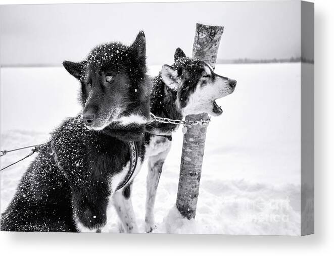 Dogs Canvas Print featuring the photograph Snow Dogs by Becqi Sherman