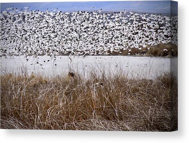 Snow Geese Canvas Print featuring the photograph Snow Geese Migration by Ed Riche