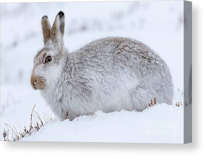 Mountain Hare Canvas Print featuring the photograph Snow Hare in Winter by Arterra Picture Library