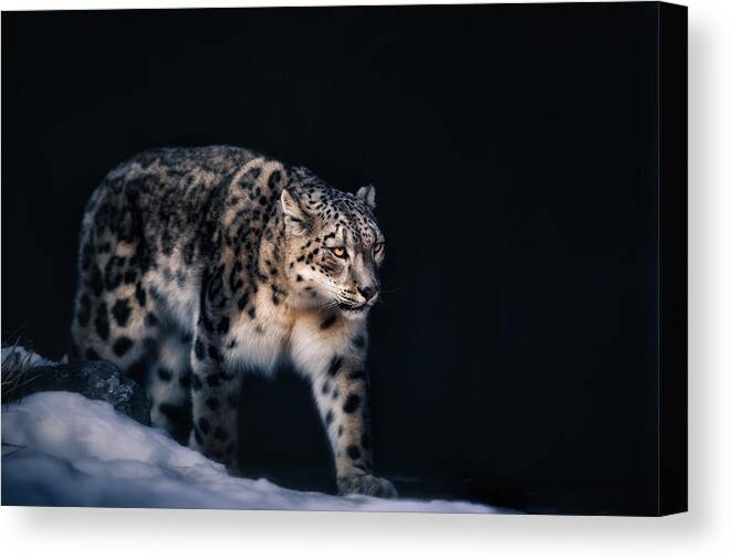 Wildlife Canvas Print featuring the photograph Snow Leopard by Alex Zhao