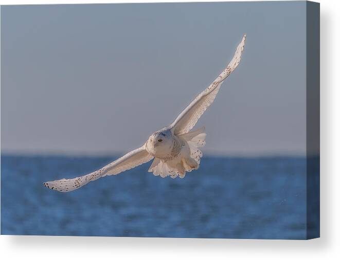 Snow Owl Canvas Print featuring the photograph Snow Owl 4 by Jenny J Rao