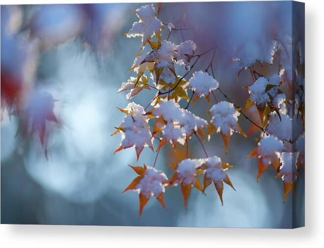 Tranquility Canvas Print featuring the photograph Snow Piled Up In Autumn Leaves by Photoaraki.com