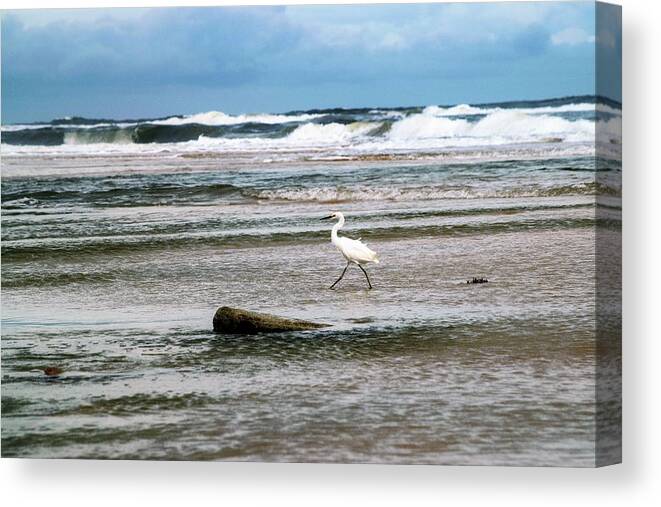 Snowy Egret Canvas Print featuring the photograph Snowy Egret Braving the Surf by Mary Ann Artz