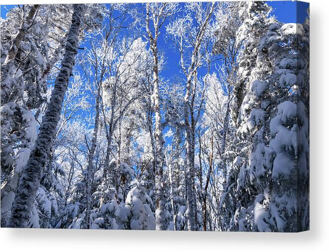Vermont Canvas Print featuring the photograph Snowy Forest and Blue Skies by Chad Dikun