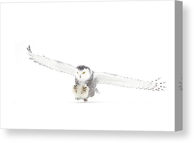 Snowyowl Canvas Print featuring the photograph Snowy Owl Coming In For The Kill by Jim Cumming