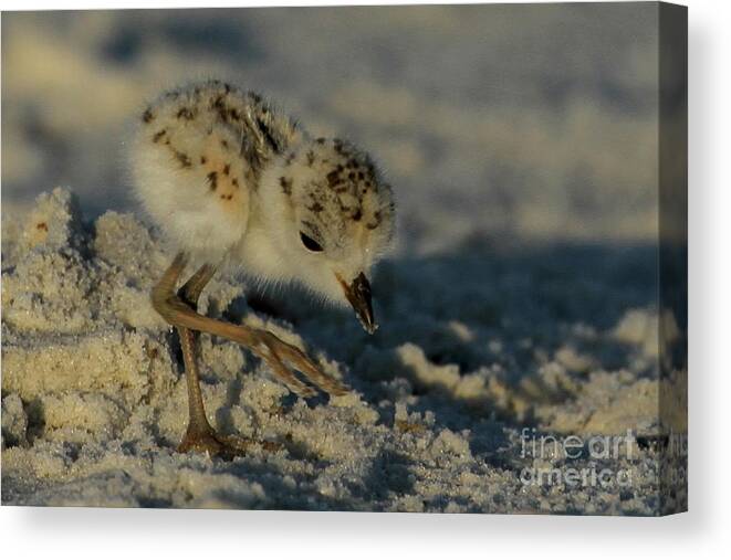 Snowy Plover. Animals Canvas Print featuring the photograph Snowy Plover on the Hunt by Meg Rousher