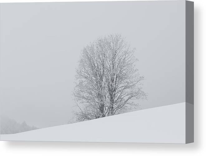 Tree Canvas Print featuring the photograph Snowy tree - 6 by Paul MAURICE