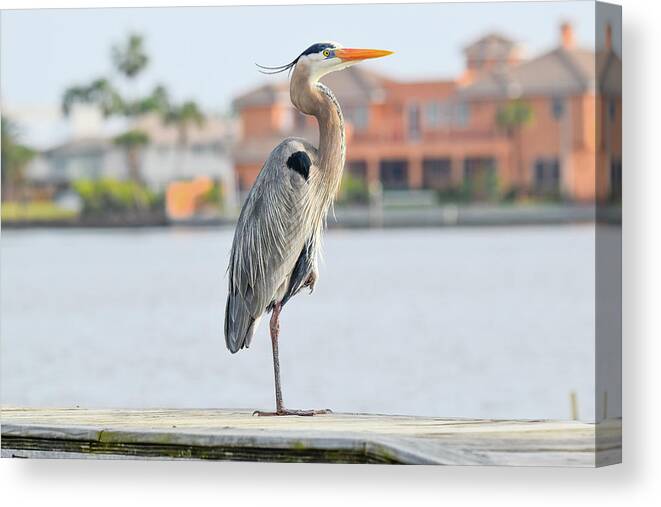 Heron Canvas Print featuring the photograph Soaking up the Sun by Christopher Rice