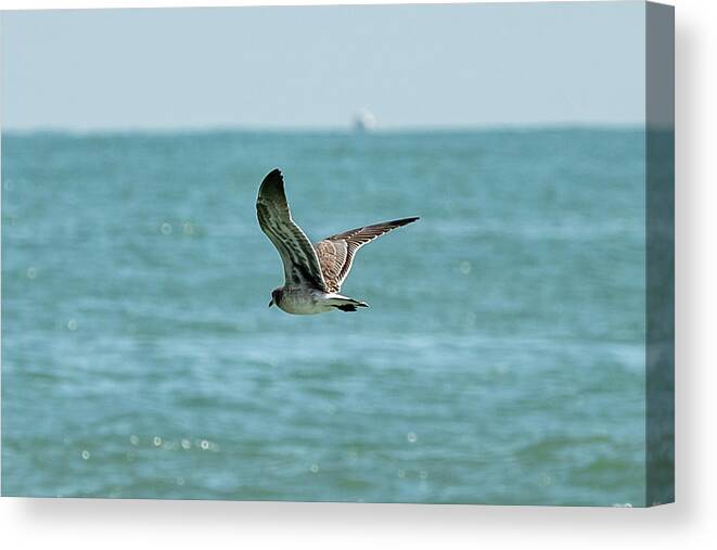 Ocean Canvas Print featuring the photograph Soaring Gull in Virginia Beach by Donna Twiford