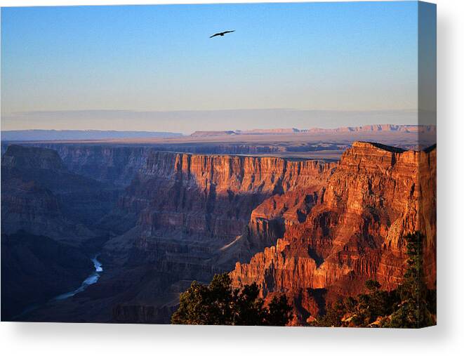 Grand Canyon Canvas Print featuring the photograph Soaring Over the Grand Canyon by Chance Kafka