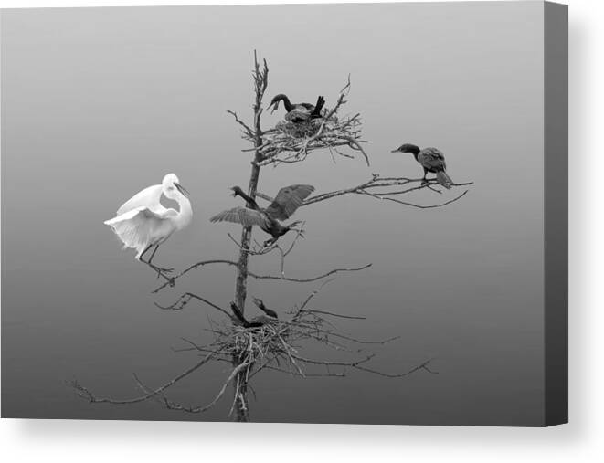 Wild Canvas Print featuring the photograph Social Distance! by Qing Zhao