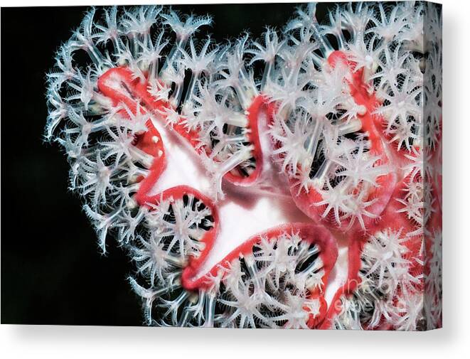 Asian Canvas Print featuring the photograph Solenocaulon Gorgonian Polyps by Georgette Douwma/science Photo Library