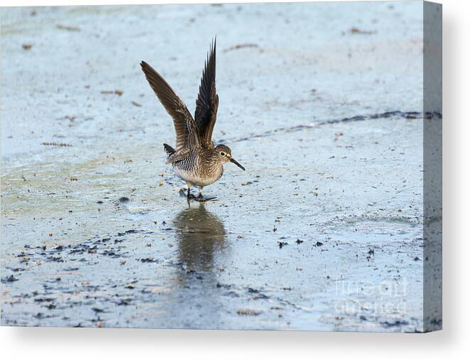 Solitary Sandpiper Canvas Print featuring the photograph Solitary Sandpiper with Wings Extended by Ilene Hoffman