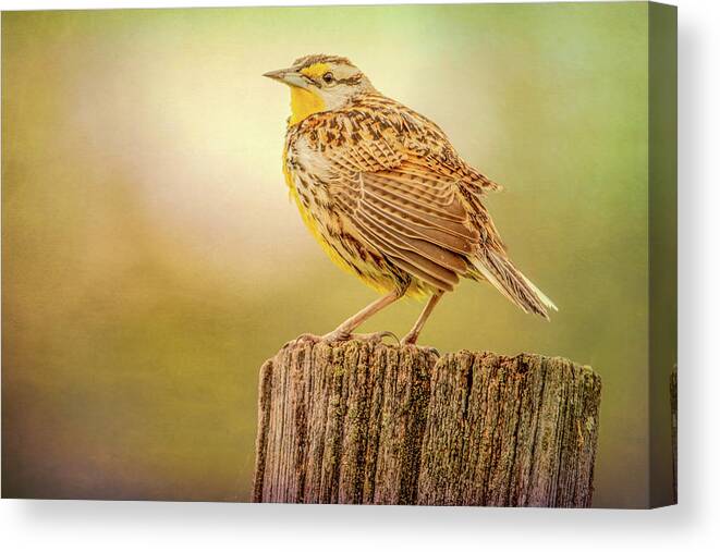 Meadowlark Canvas Print featuring the photograph Songster of the Meadow by Marcy Wielfaert