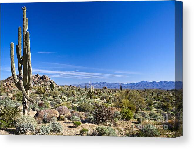 Southwest Canvas Print featuring the photograph Sonoran Desert Landscape In Scottsdale by Tom Roche