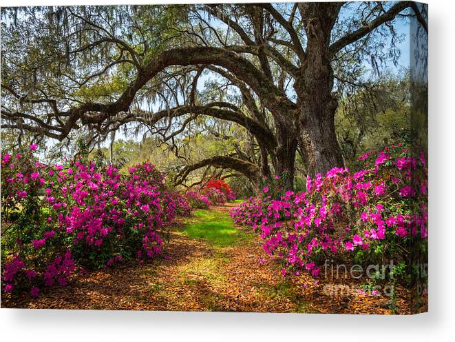 Southern Canvas Print featuring the photograph South Carolina Spring Flowers by Dave Allen Photography