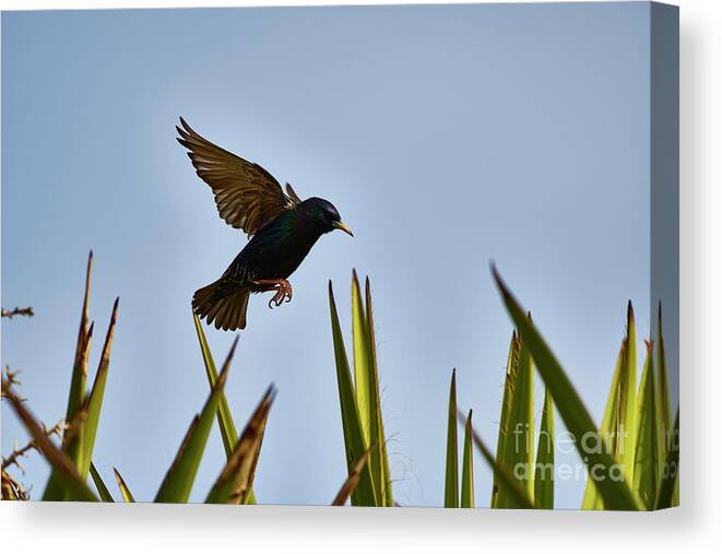Exotic Canvas Print featuring the photograph Southwest Caught In The Moment by Robert WK Clark