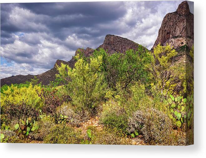 Santa Catalina Canvas Print featuring the photograph Southwest Spring h1948 by Mark Myhaver