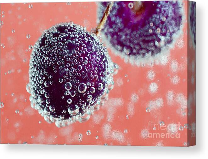 Cherry Canvas Print featuring the photograph Sparkling Cherries An Image by Jne Valokuvaus