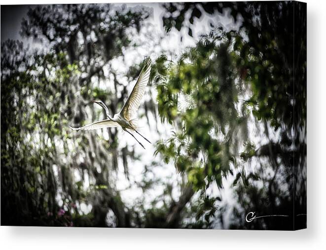 Florida Egret Cassellberry Art Waves Ocean Florida Foam Sea Canvas Print featuring the photograph Specto by Cornelius Powell