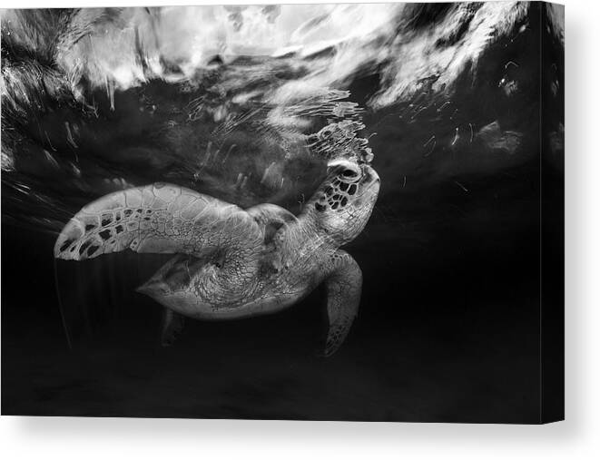 Image Canvas Print featuring the photograph Speedy Green Turtle by Barathieu Gabriel