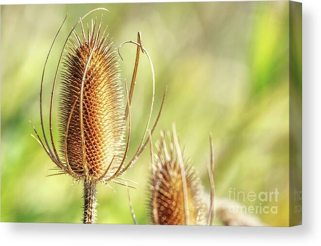 Dried Flowers Canvas Print featuring the photograph Spent Canadian Thistle by Rich Collins