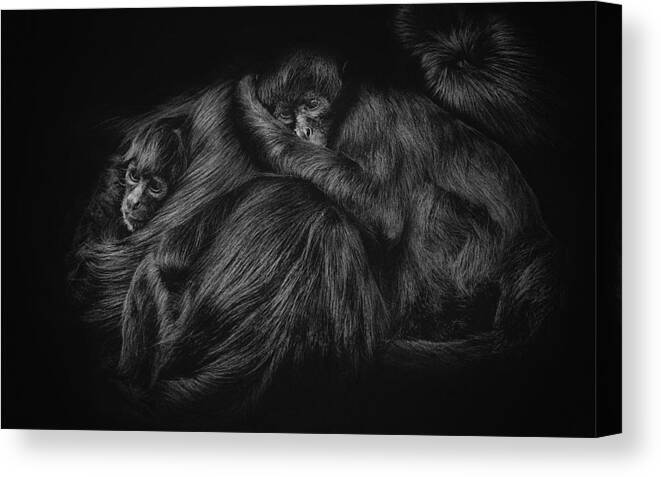 Monkey Canvas Print featuring the photograph Spider Monkeys by Paul Gs