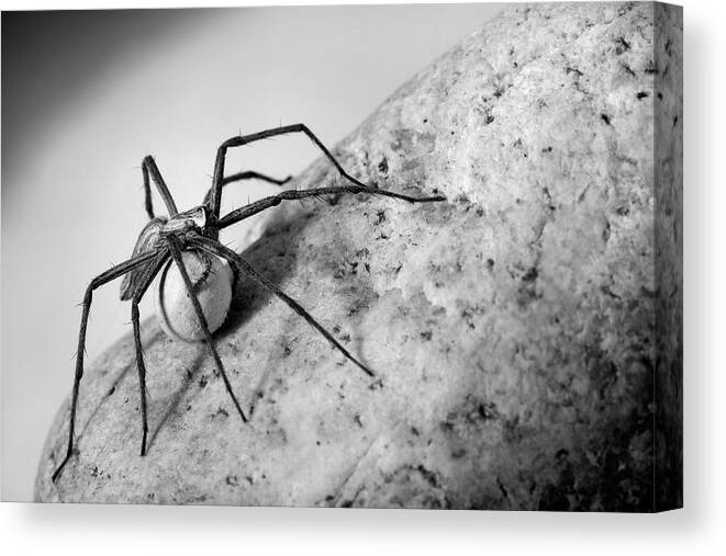 Spider Canvas Print featuring the photograph Spider With Egg-case by Jimmy Hoffman