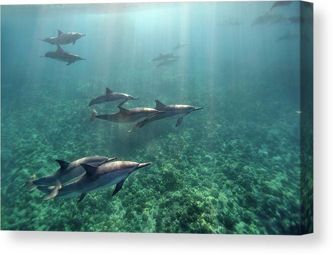 Underwater Canvas Print featuring the photograph Spinner Dolphins by Ai Angel Gentel