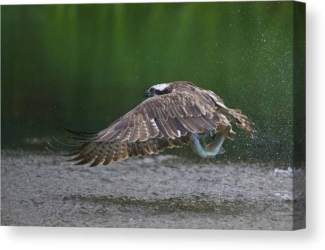 Osprey Canvas Print featuring the photograph Splash by Ray Cooper