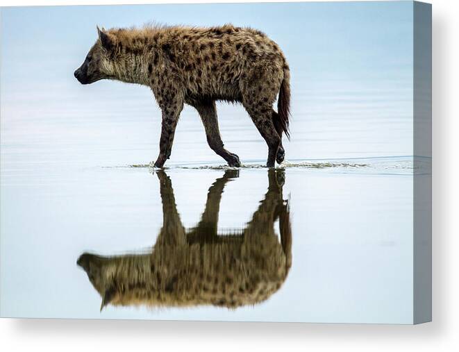 Kenya Canvas Print featuring the photograph Spotted Hyena Looking For Weak Flamingos by Manoj Shah