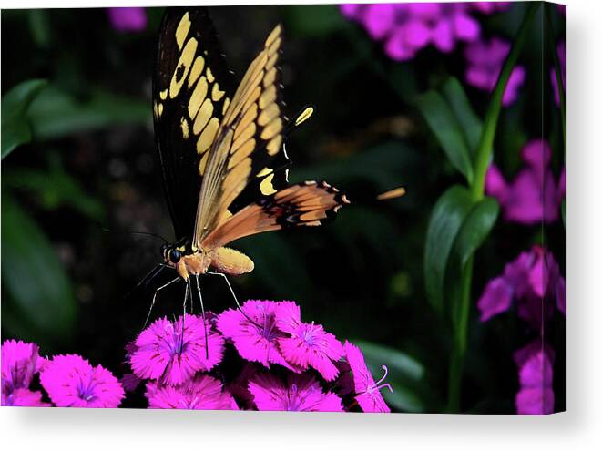 Confined Space Canvas Print featuring the photograph Spring At Brookside Gardens by The Washington Post