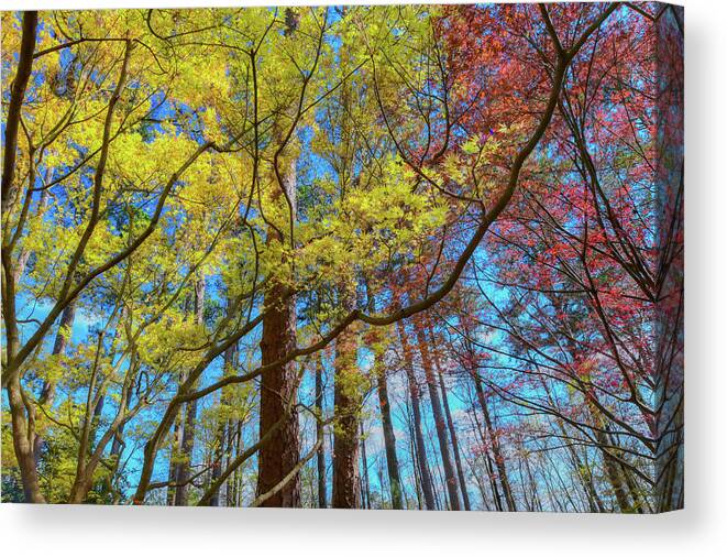 Yellow Canvas Print featuring the photograph Spring Colors by Donna Caplinger