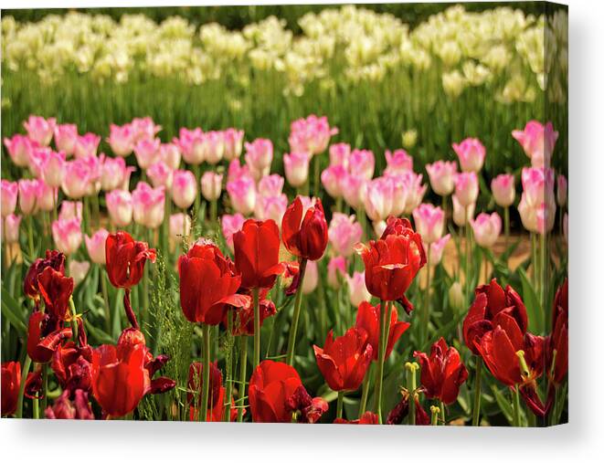 Tulip Canvas Print featuring the photograph Spring Colors by Kristia Adams