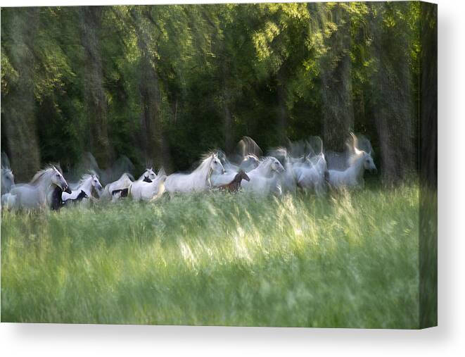 Lipizzaner Canvas Print featuring the photograph Spring Gallop by Milan Malovrh