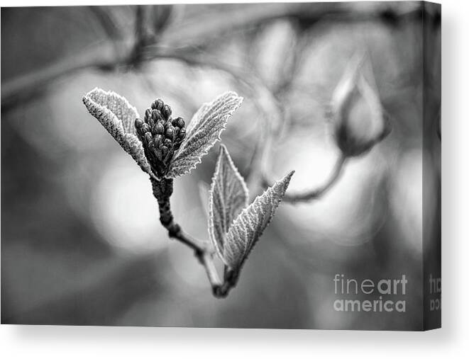 Black And White Canvas Print featuring the photograph Spring In The Branches Black And White by Sharon McConnell