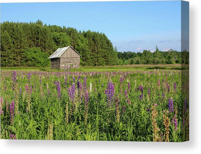 Lupine Canvas Print featuring the photograph Spring Lupine Farm 32 by Brook Burling