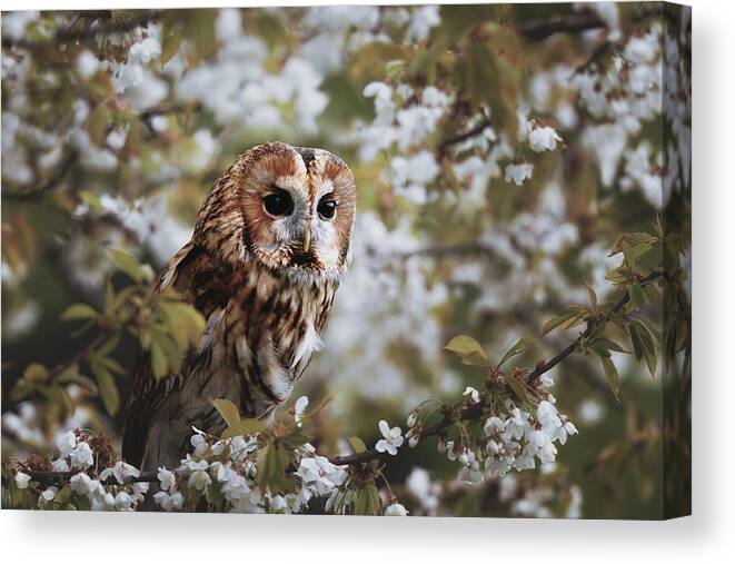 Animal Canvas Print featuring the photograph Spring Time by Michaela Fireov