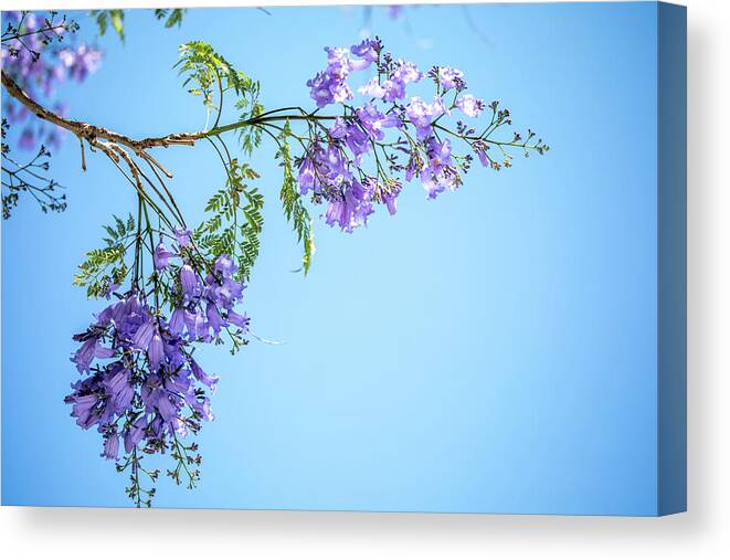 Jacaranda Tree Canvas Print featuring the photograph Springtime Beauty by Az Jackson