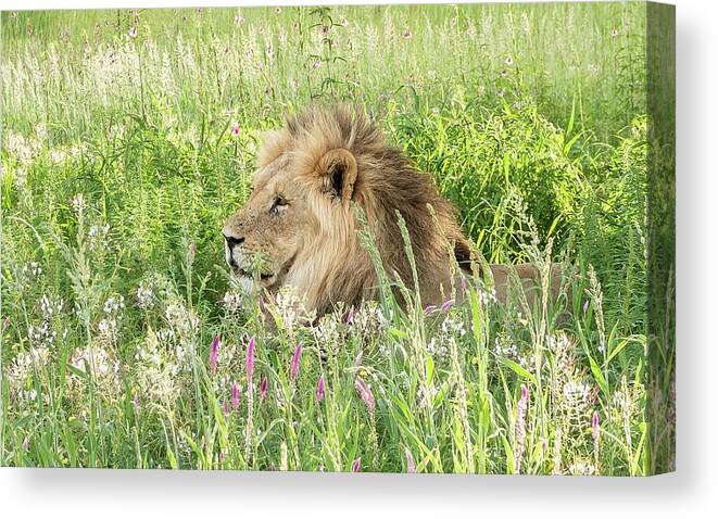 Lion Canvas Print featuring the photograph Springtime in the Kgalagadi by Hamish Mitchell