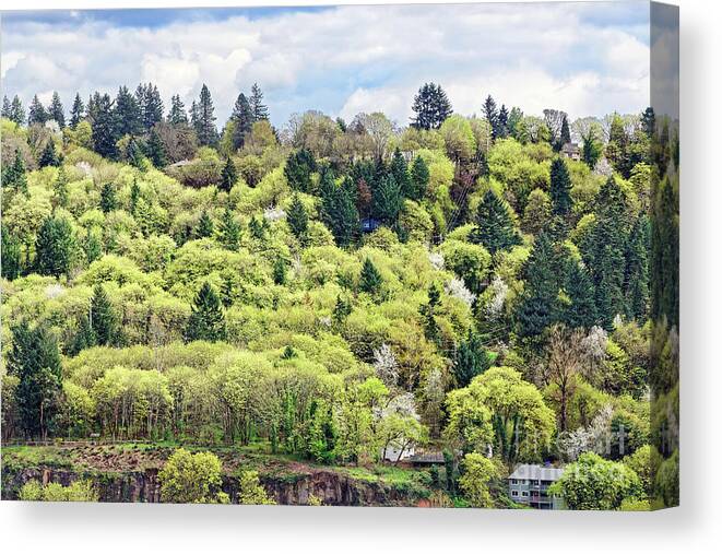 Spring Color Canvas Print featuring the photograph Springtime mixed conifer and deciduous trees by Robert C Paulson Jr